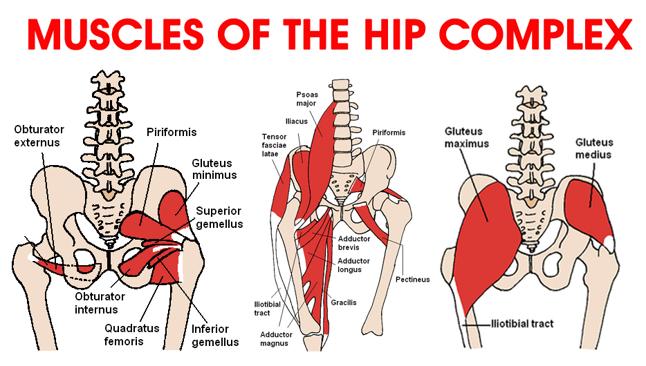 Hip Flexors Diagram